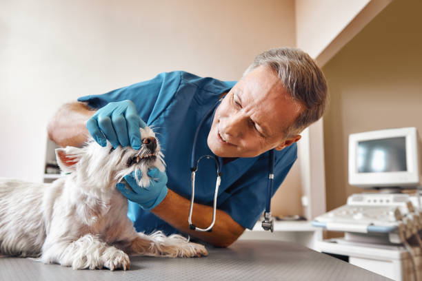 Best Emergency Broken Tooth Repair in Mapleton, MN